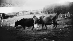 ";Signe med kyrne";.  Bilde fra fotoinnsamlinga i Frei kommu