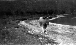 En ensom ku langs strandlinjen en plass i Møre og Romsdal - 