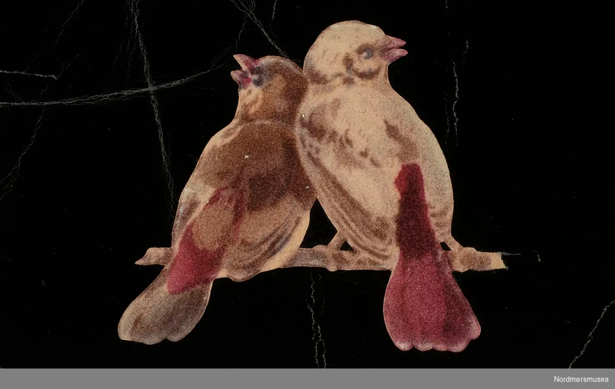 Illustrasjon av to fugler. Fra Nordmøre museums fotosamlinger. EFR2015