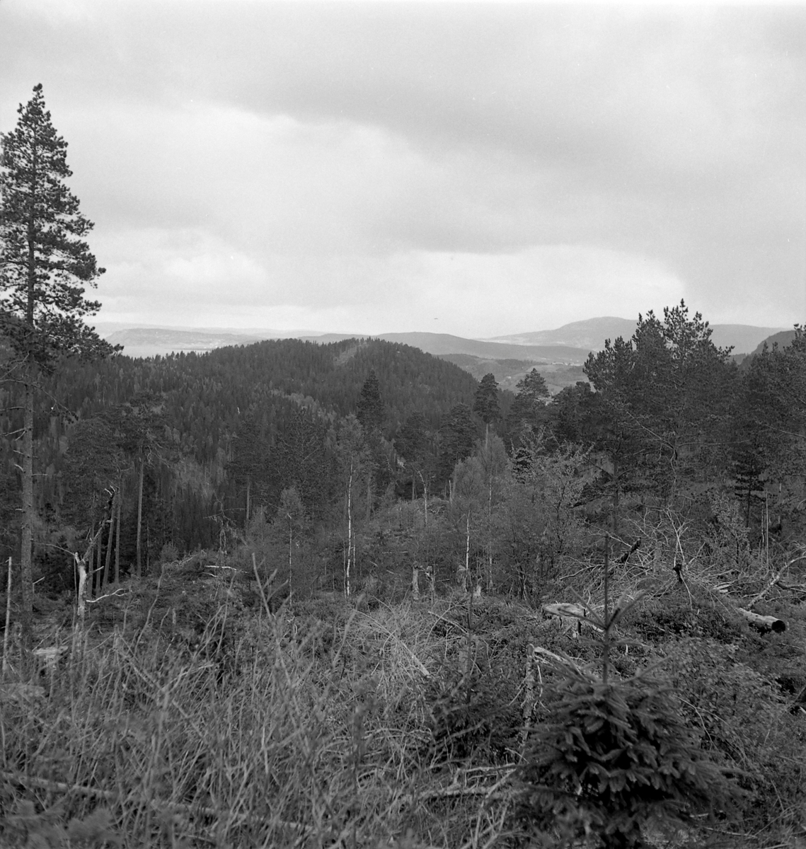 Nygårdsvollen ved Hommelvik