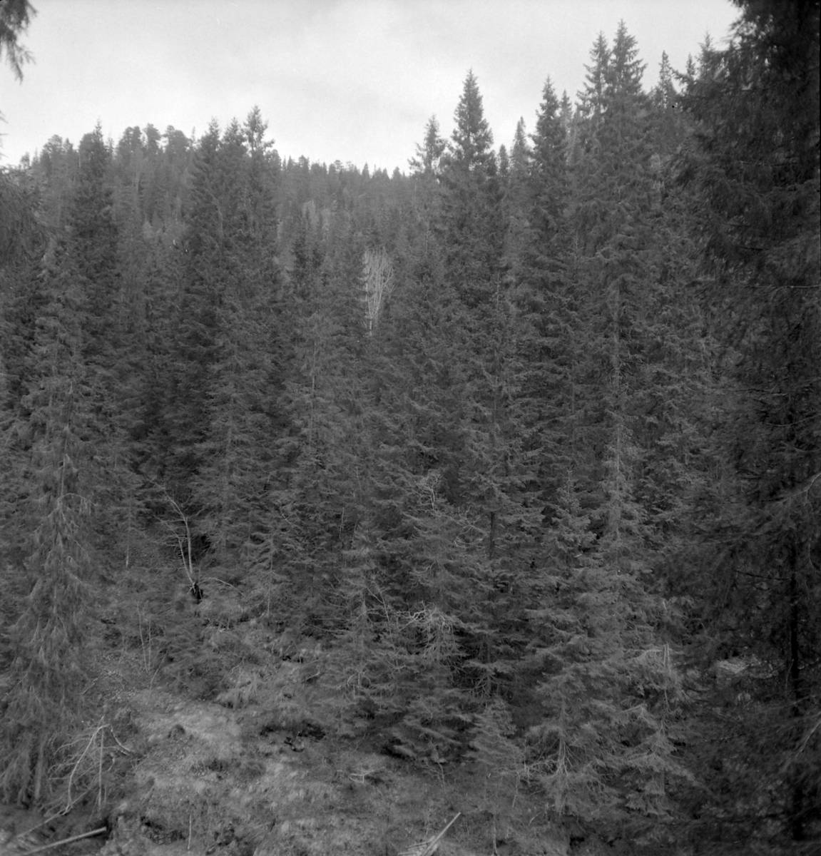 Nygårdsvollen ved Hommelvik