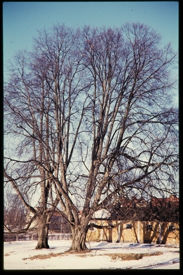 Lindar vid Östregård, Växjö 1956.