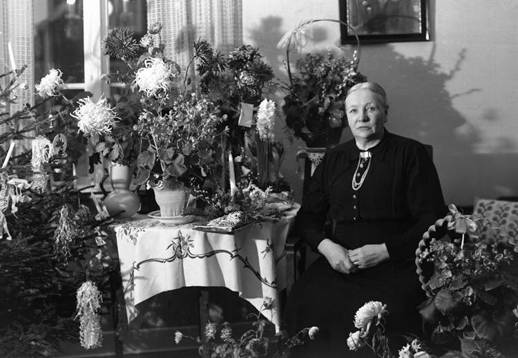 Foto av en äldre kvinna i mörk klänning och brosch i form av ett halslås. Hon sitter vid ett bord i ett vardagsrum, omgiven av blommor och en julgran.
Trol. fru Jenny Sofia Nilsson (19 dec 1873-1955), Härlöv 7:11.
Källa: Sveriges Dödbok 1901-2009.