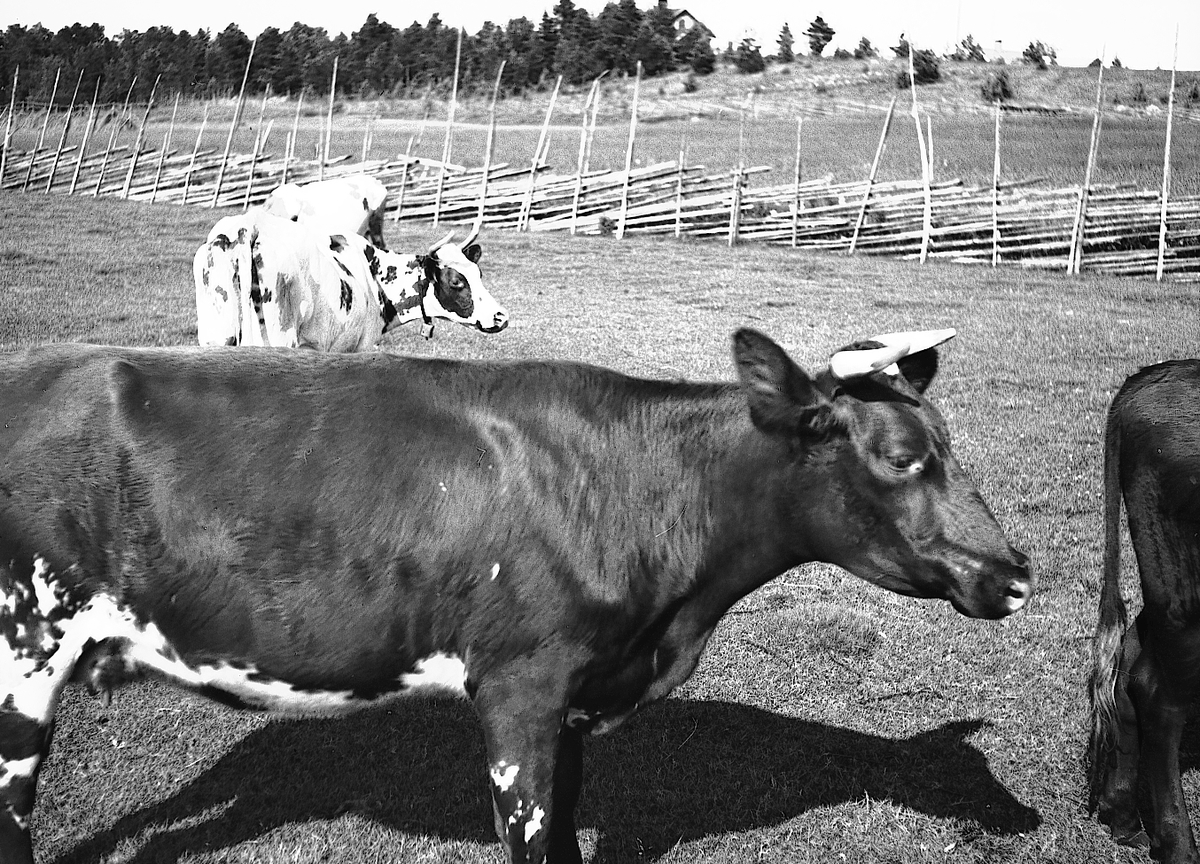 Korna tillhör gården Jon-Jons i Trödje, som ägdes av systrarna Stina och Karin Jonsson. Bilden är tagen den 13 juli 1939. Reportage för Norrlandsposten