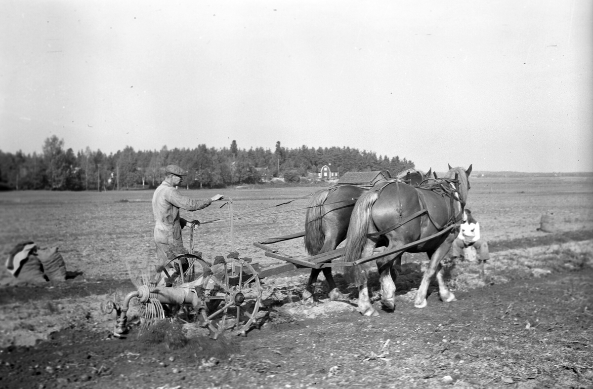Potatisupptagning i Hille, 26 september 1946. Reportage för Arbetarbladet.
