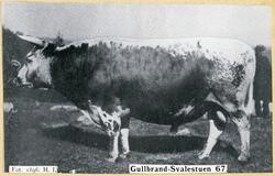 Gulbrand Svalestuen 67.