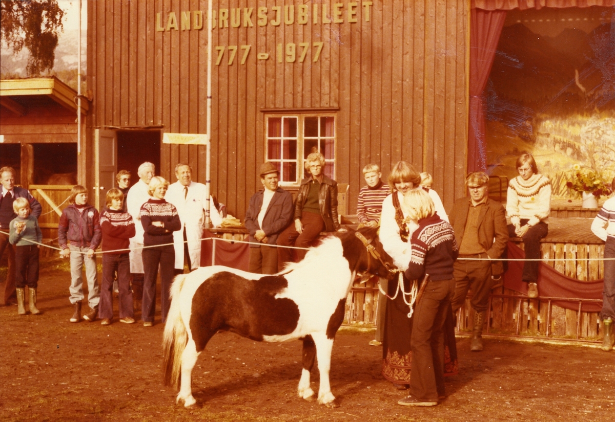 Lars Gonsholt mønstrar shetlandsponnien "Juno of Berry" som fekk 1. premie i 1977.