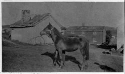 Ole Johansen med hest på Øvre koteng gårdsplass ca. 1915