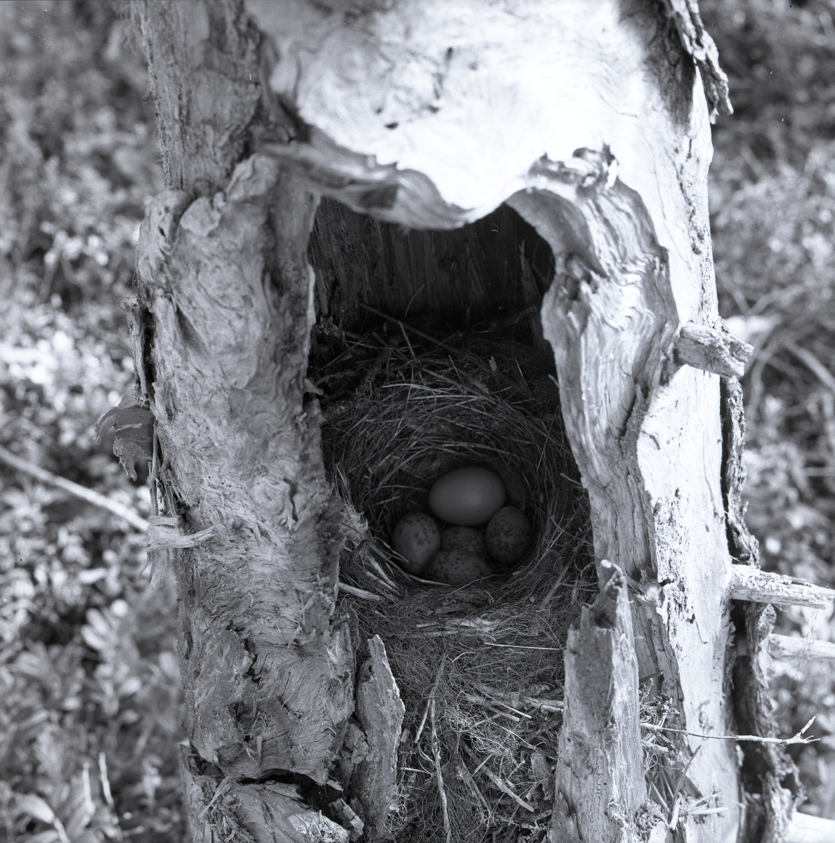 Ett fågelbo gömmer sig i den döda trädstammen, bara några kvistar och strån sticker ut från öppningen. I boet ligger fem fågelägg och ett av dessa är gökens ägg. Det största, enfärgade ägget har en listig gök lagt ibland den andra fågelhonans ägg.