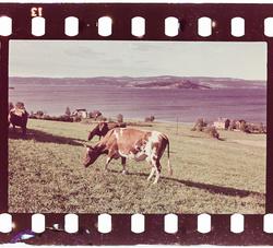 Kjyr av typen Telemarksku  beiter ved Johnsborg.