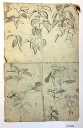 Blad studie [Tegning]