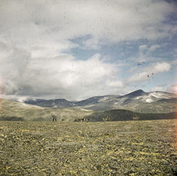 Jotunheimen Reinsdyr på Veslefj.
