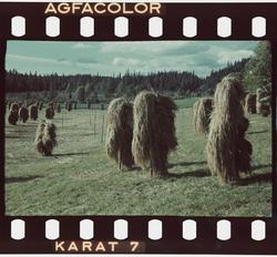 Landskap med kornstaur.