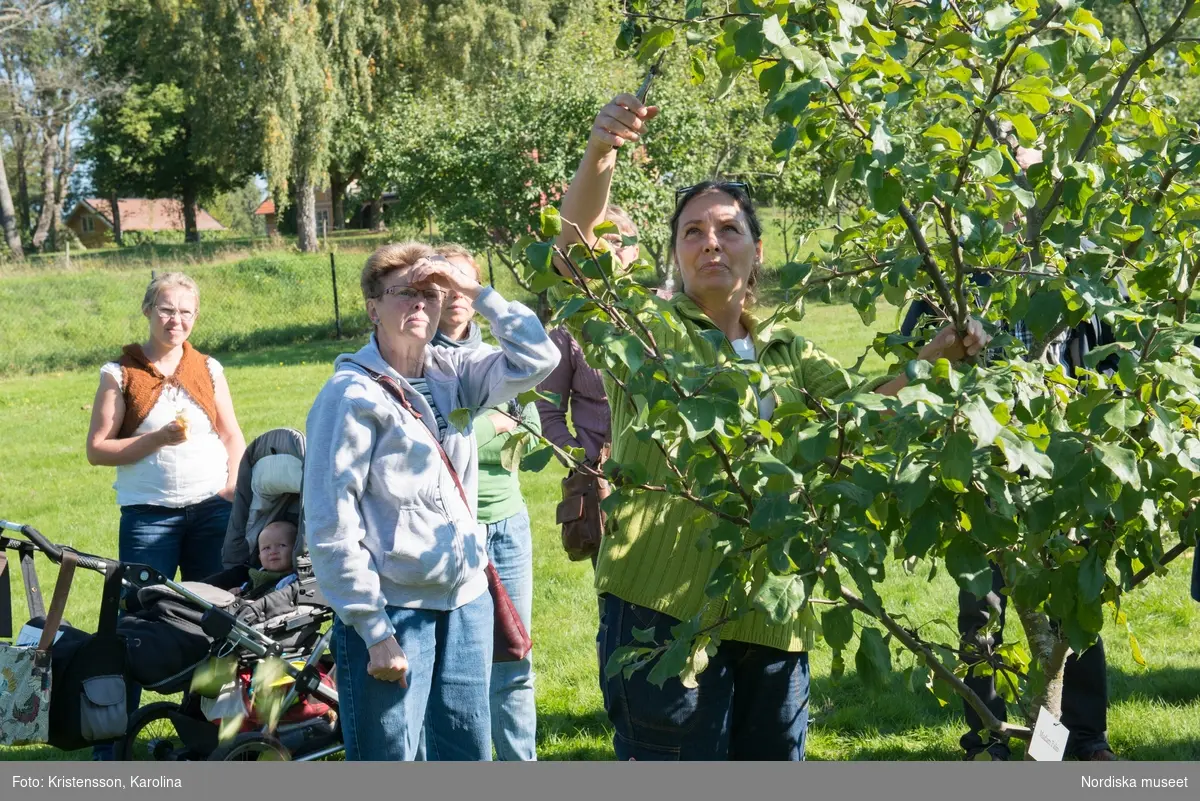 Äppeldagarna Julita 2015, Äpplen, beskärning av äppelträd