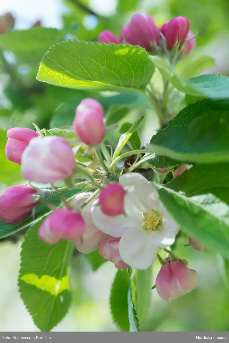 Svindersvik, Svindersviksrosen och andra blommor i trädgården, syren, förgätmigej, tusensköna, äppelblom