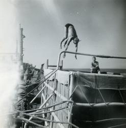 1. kokk Søderblom, Narvik i stupet, Til h. messegutt Amundse