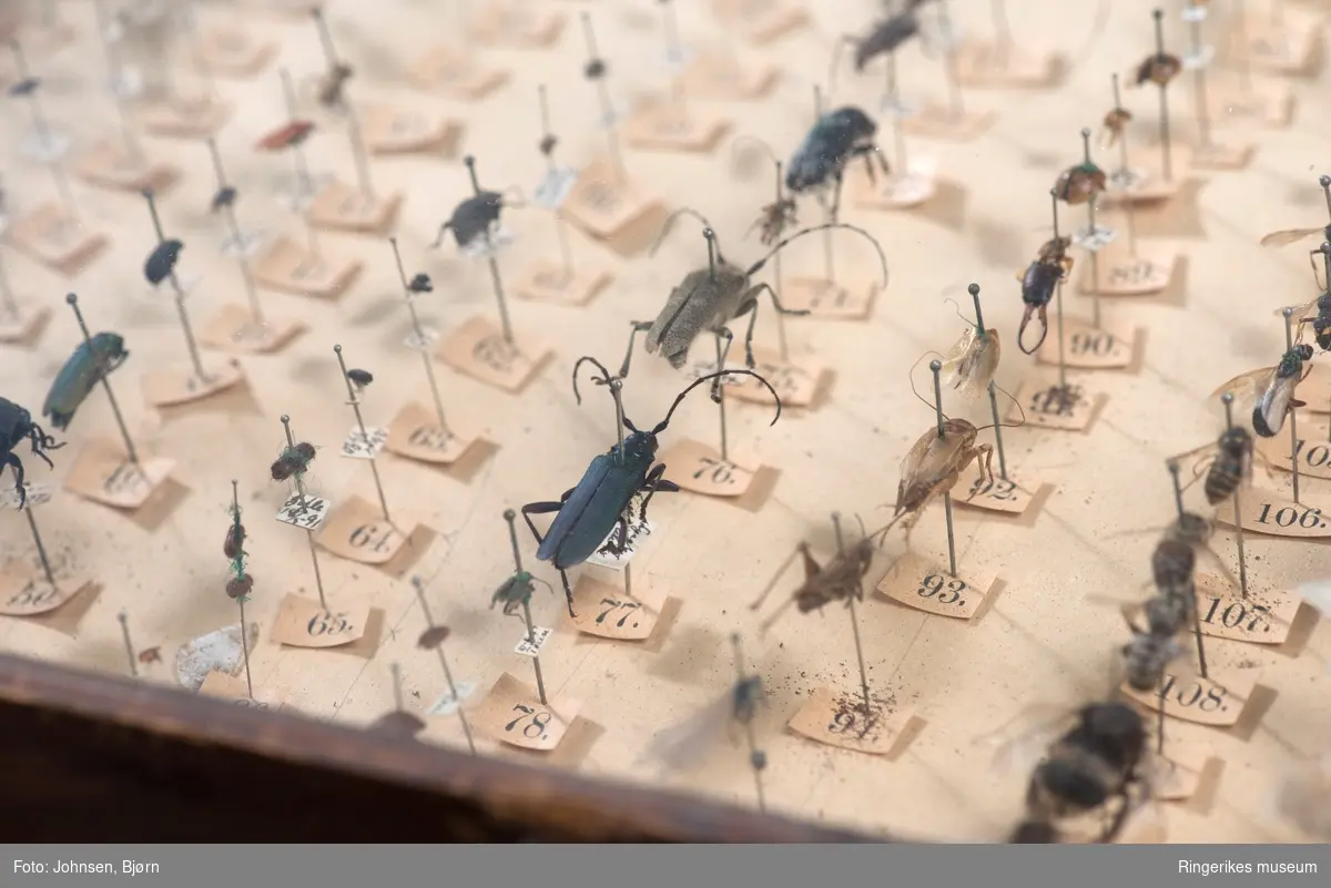 Stor insektsamling montert i et trekasse med glasslokk. 150 forskjellige norske insekter.
Samlingen er brukt  i naturfagundervisningen ved Hønefoss skole
