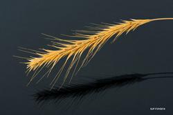 Tresket aks fra skogfinsk svedjerug, fotografert mot svart b