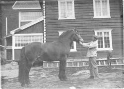 Mathias Holø Soglo (f. 1889) viser ein hingst