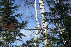 Fengselsfugler (skjære) [Skulptur]