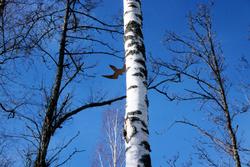 Fengselsfugler (svale) [Skulptur]