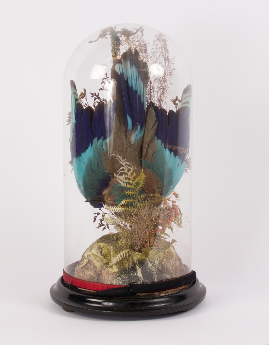 Utstoppet blå fugl og tørkede greiner i glassklokke på tresokkel. Den originale glassklokken er sannsynligvis knust og byttet ut med plexiglass.