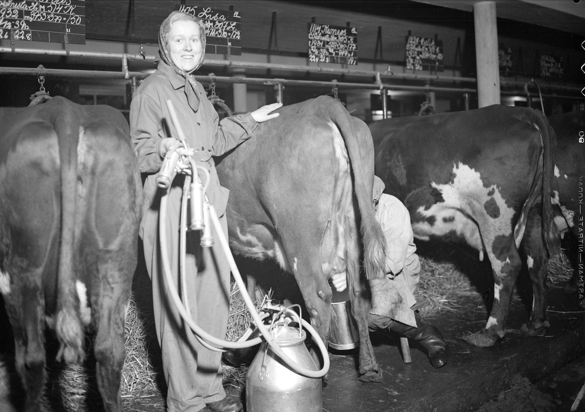 Beredskapskursen i mjölkning vid Kungsängen, Uppsala 1940