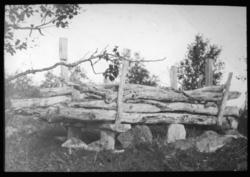 "N.612. Rovdyrfælde. G.30." står det på glassplaten. Bildet 