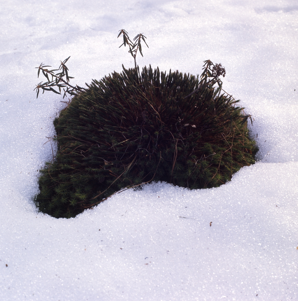 En tuva med mossa och andra växter sticker upp ur snön.