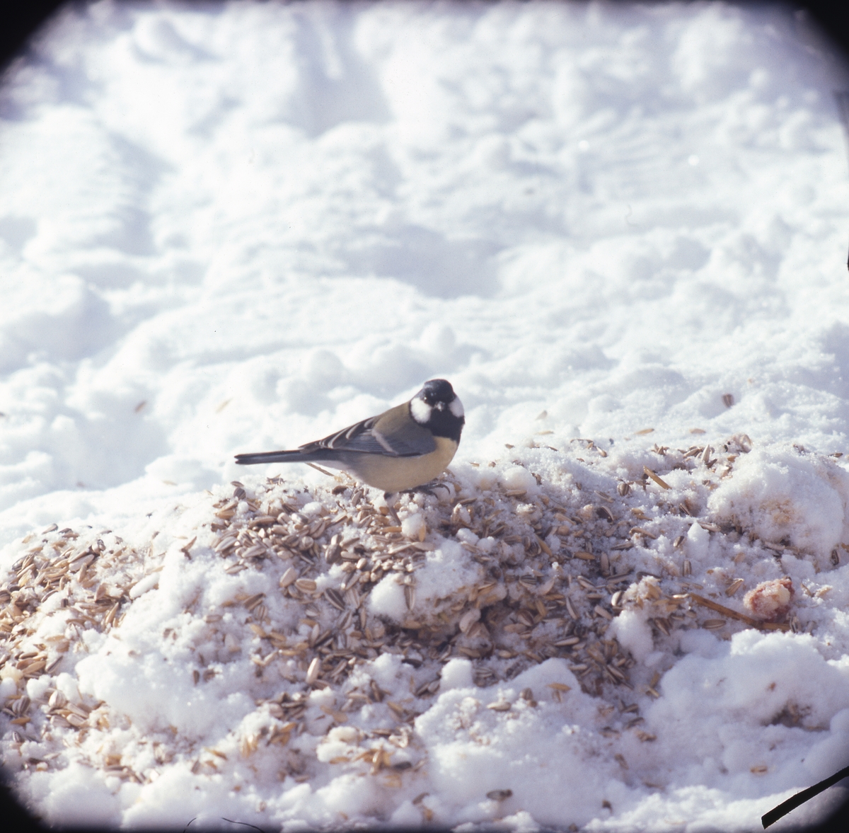 En talgoxe sitter på snöig mark och äter fågelfrön.