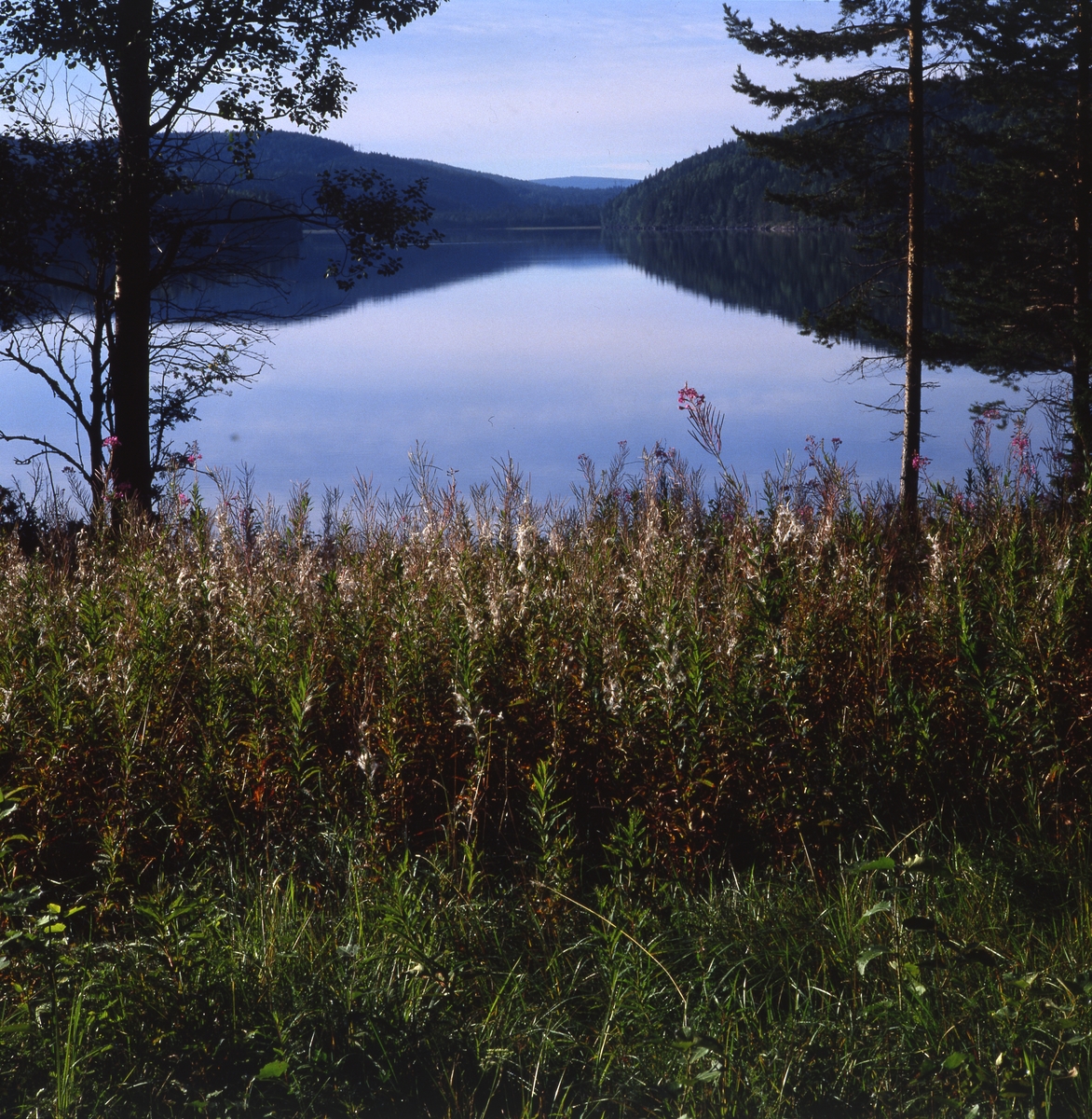 Utsikt över sjön Ängratörn, blankvatten, 27-28 augusti 1990.