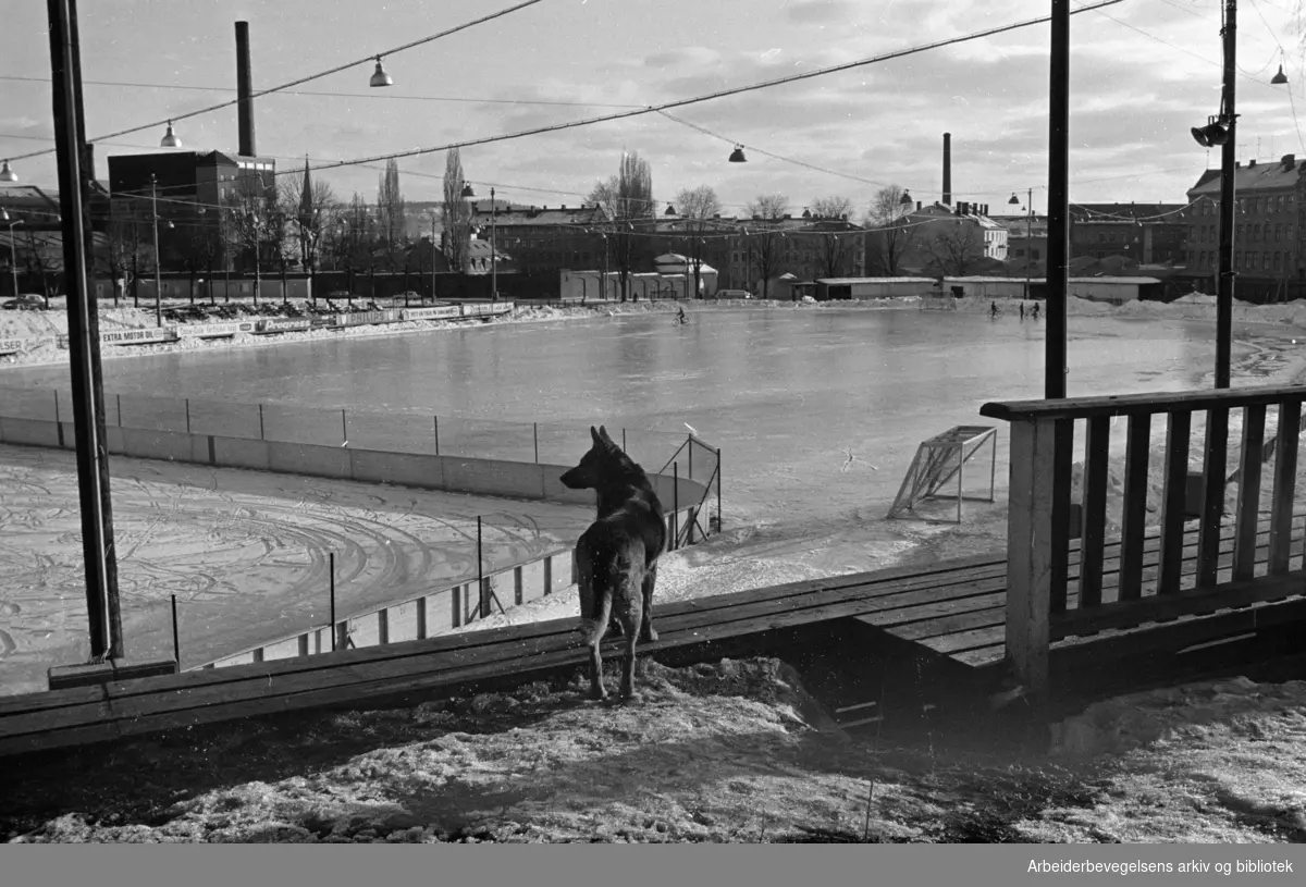 Dælenenga Idrettsplass: Plankegjerdet rundt faller. Mars 1969