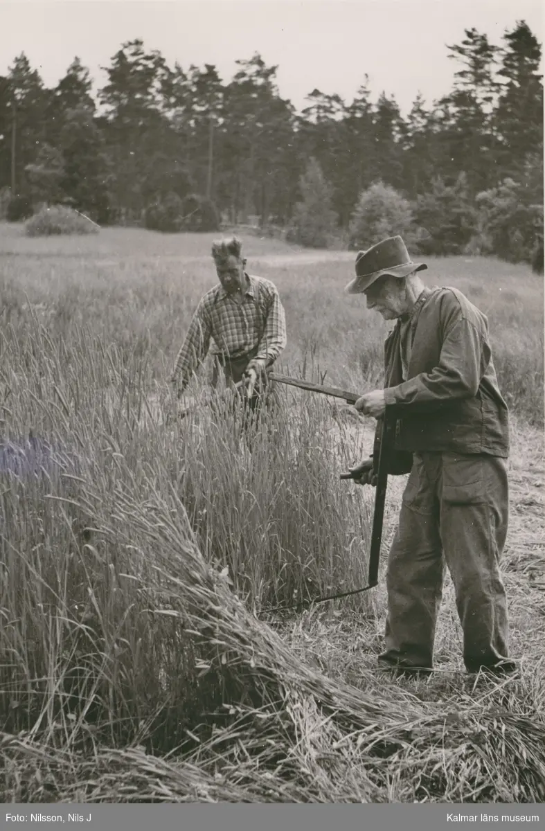 Karl August Karlsson (i förgrunden) och sonen Johan på slåtter. De små av stenmurar inhägnade åkerlapparna ligger spridda överallt på ön, där marken är odlingsbar.