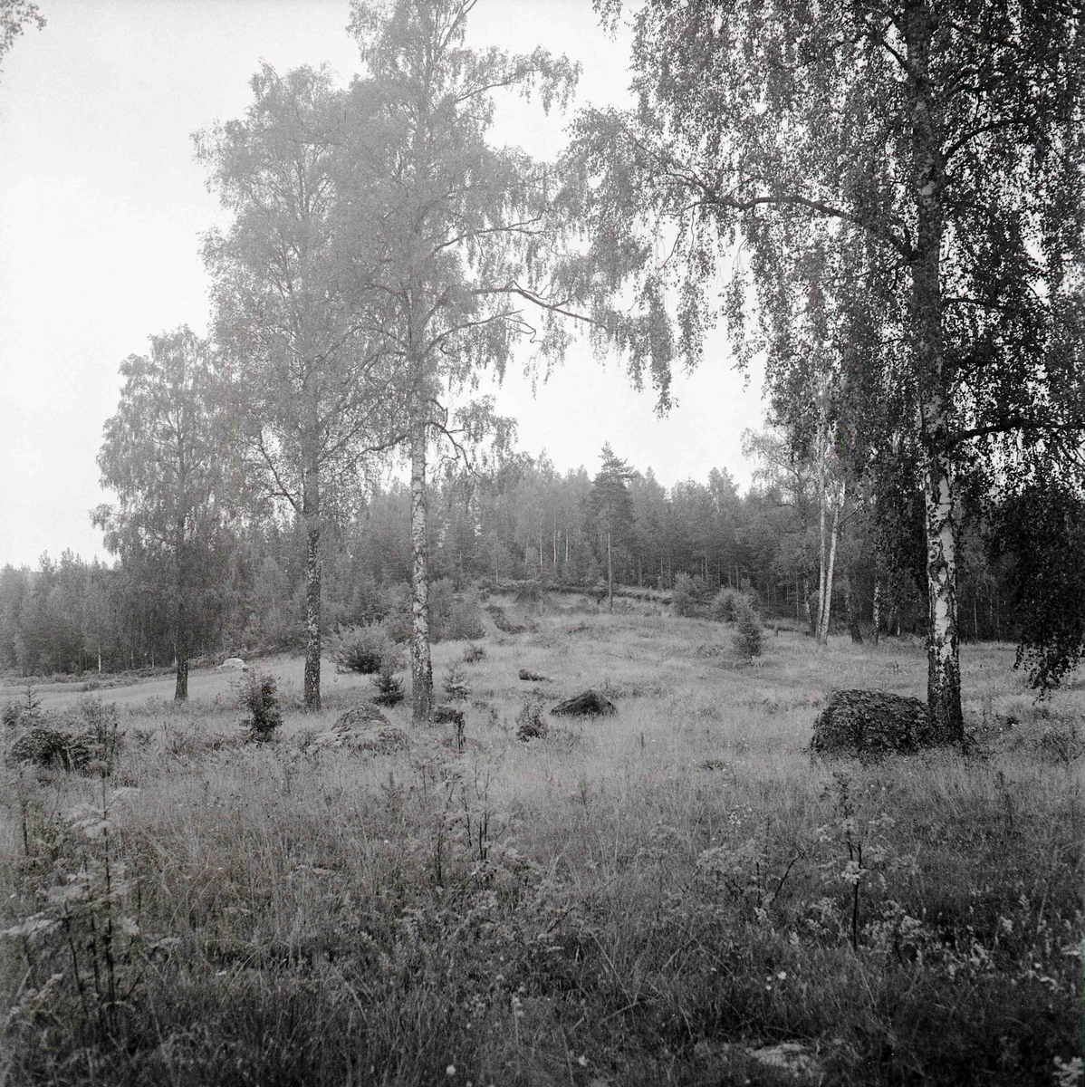 Gravfälten nummer 80 och 81 i Odensviholm.
Foto:  augusti 1966 från väst.