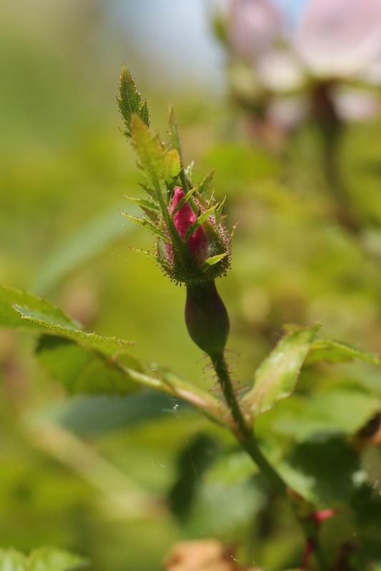 Så vidt rosa knopp strekker seg opp på en stiv kvist. (Foto/Photo)