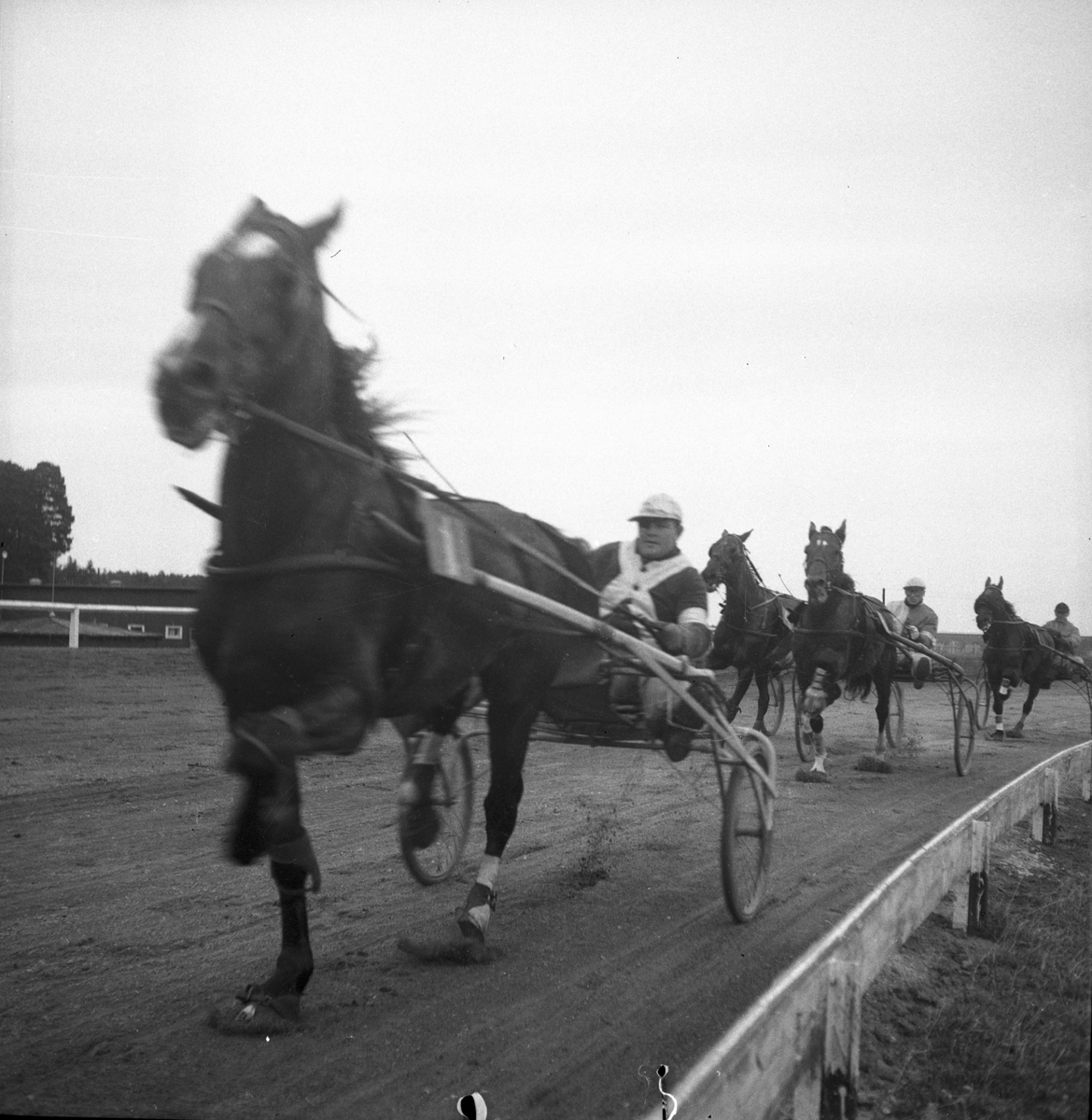 Travhästen Red - Gey.? 1943

