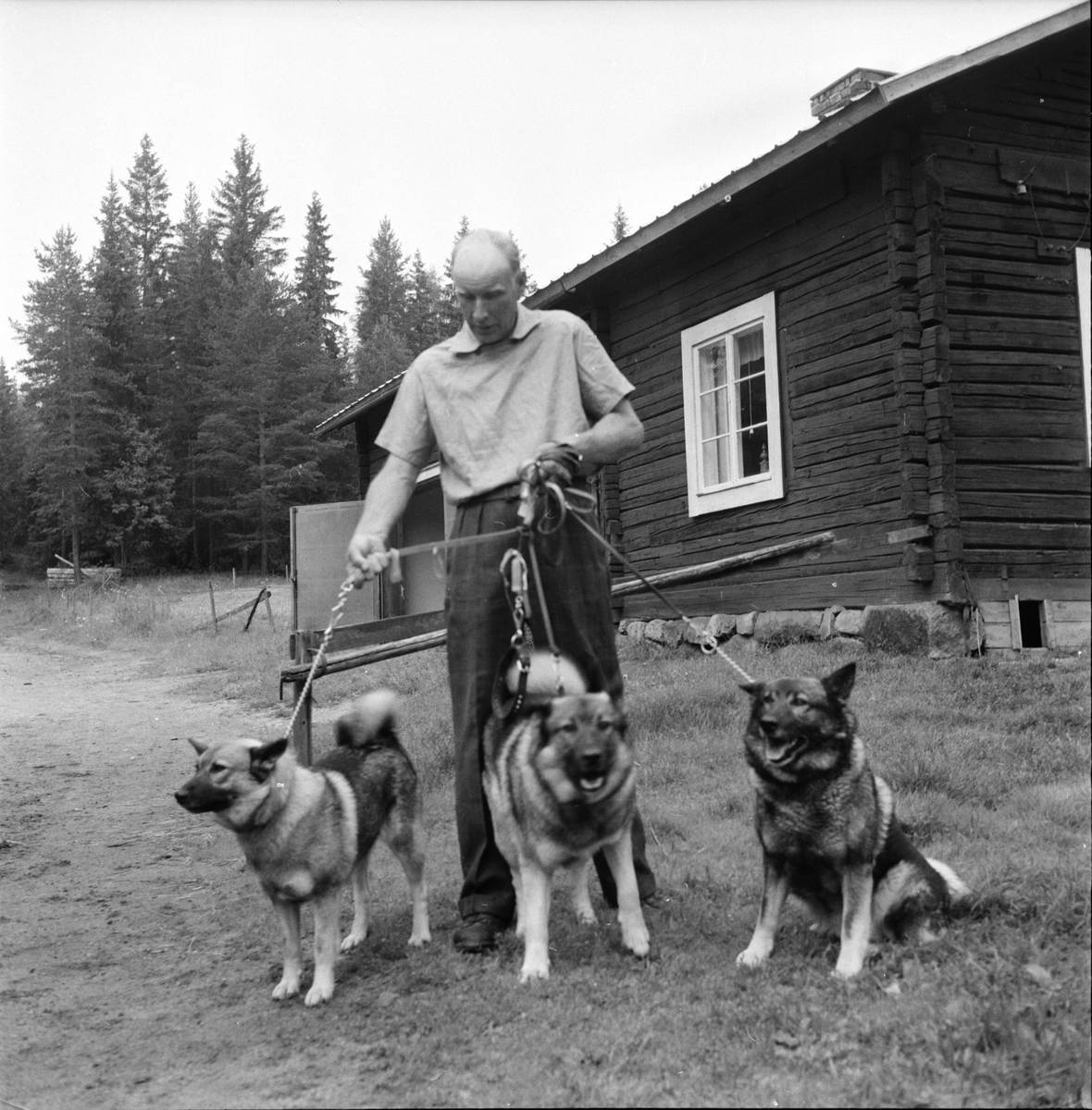 Änga,
Olle o Johan Storm,
11 Juli 1961