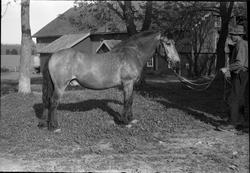 Hest på gården Burul på Kraby, Østre Toten. Serie på fem bil