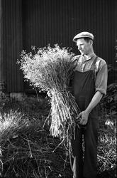 Karvedyrking på Gile i Østre Toten sommeren 1944. Fem bilder
