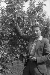 Per Osa i fotografens hage på Odberg, Kraby, Østre Toten. Os