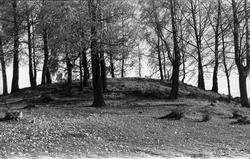 Seks bilder av en haug (gravhaugf?) bervokst med store trær,