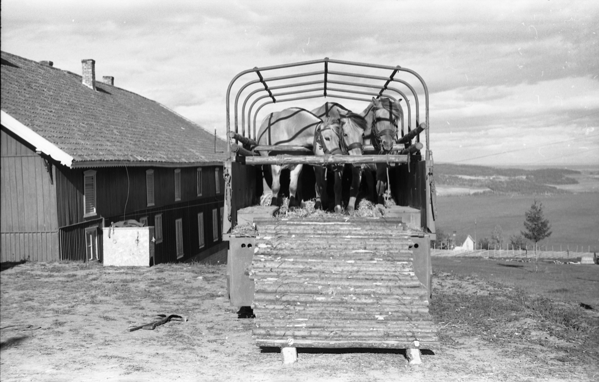Opplasting av hester på lastebil ved Hærens Hesteskole på Starum september 1948. Serie på 24 bilder. Lengst til venstre på bilde nr. 1 står daværende sersjant Ottar Markeng.
Bildene nr. 1-4 og 17-24 eer trolig fra Hoffsvangen, de øvrige fra Starum Leir.