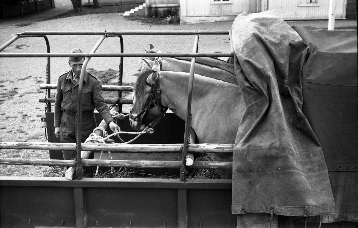 Opplasting av hester på lastebil ved Hærens Hesteskole på Starum september 1948. Serie på 24 bilder. Lengst til venstre på bilde nr. 1 står daværende sersjant Ottar Markeng.
Bildene nr. 1-4 og 17-24 eer trolig fra Hoffsvangen, de øvrige fra Starum Leir.