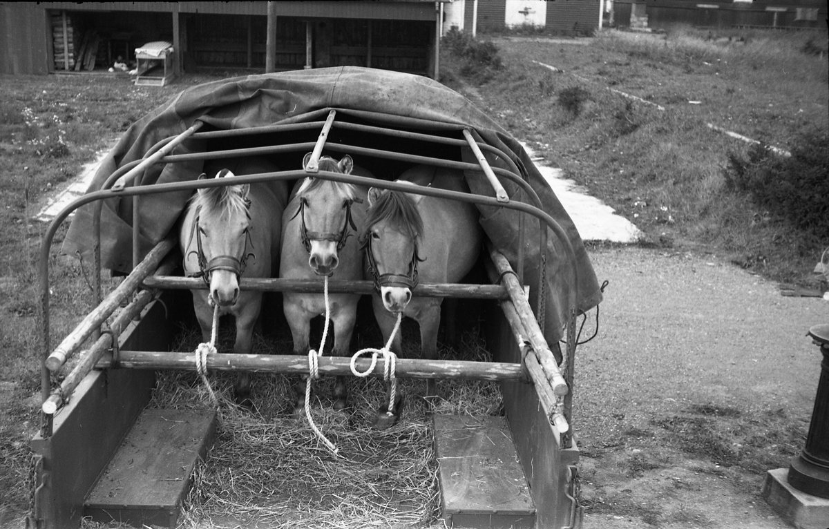 Opplasting av hester på lastebil ved Hærens Hesteskole på Starum september 1948. Serie på 24 bilder. Lengst til venstre på bilde nr. 1 står daværende sersjant Ottar Markeng.
Bildene nr. 1-4 og 17-24 eer trolig fra Hoffsvangen, de øvrige fra Starum Leir.
