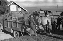 Transport av hest med lastebil ved Hærens Hesteskole på Star