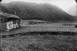 Gård, 9 hester med vogn og personer. Kanskje gravferd.