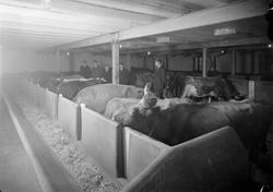 Fra fjøset på Moholt gård