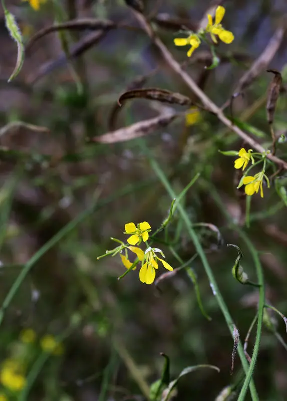 Hvitsennepen har gule, små blomster med fire kronblader som vokser på knallgrønn, litt stiv stilk uten særlig med bladverk.