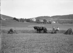 Skuronn på Hoelsjordet. Holen gård i bakgrunnen.