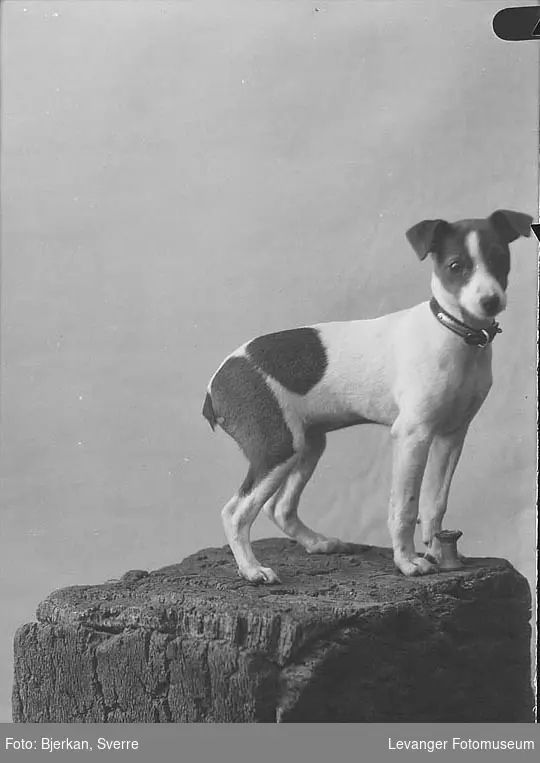 Portrett av Jehnsens hund.